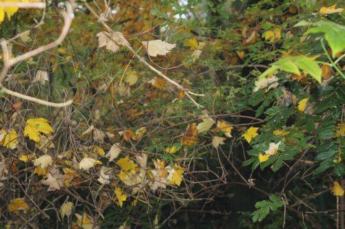 4 17 nov 2012 008.jpg