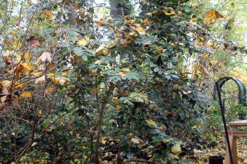 5 18 nov 2012 001.jpg