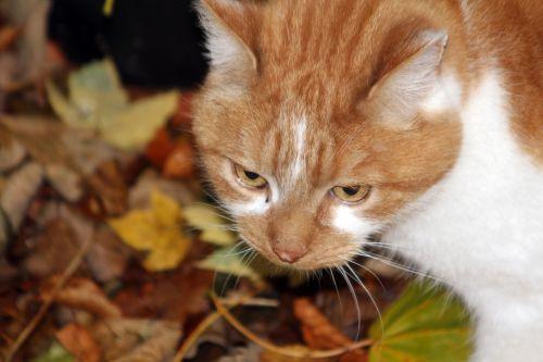 7 17 nov 2012 006.jpg