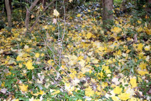 2 17 nov 2012 001.jpg