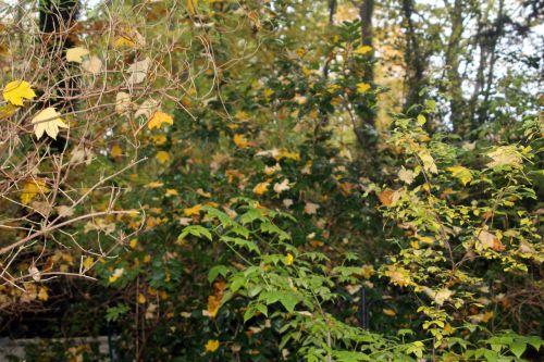 3 17 nov 2012 002.jpg