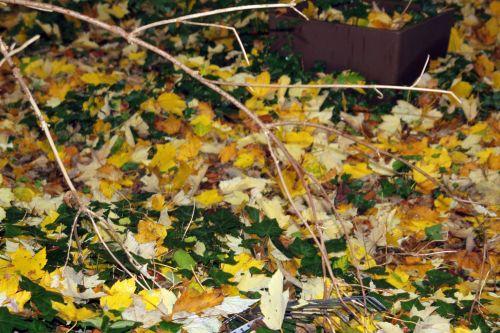 1 17 nov 2012 010.jpg