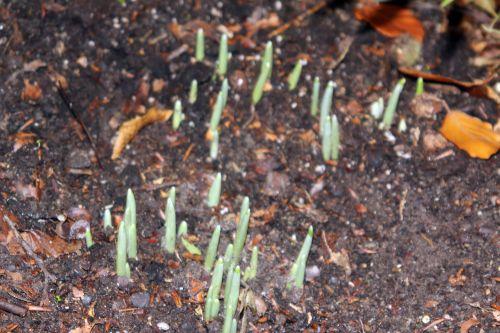8 galanthus elwesii 15 nov 2012 002.jpg