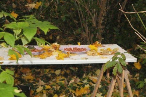 6 17 nov 2012 009.jpg