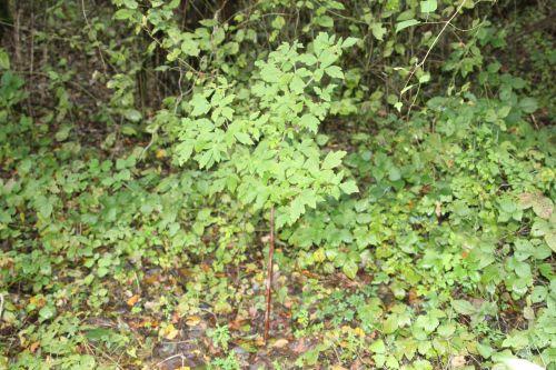 1 acer griseum romi 4 nov 2012 025.jpg