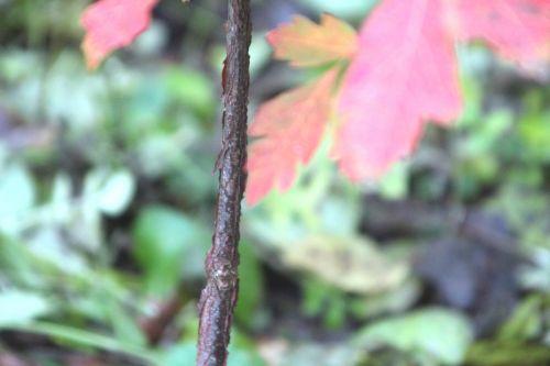 10 acer griseum 17 nov 2012 042.jpg