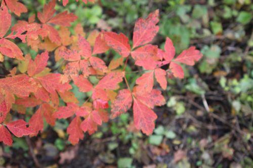 4 acer griseum 17 nov 2012 030 (3).jpg