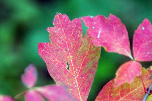 8 acer griseum 17 nov 2012 030 (5).jpg