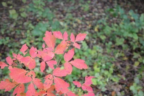 5 acer griseum 17 nov 2012 030 (4).jpg