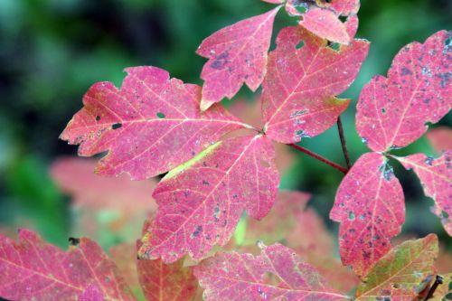 7 acer griseum 17 nov 2012 030 (6).jpg