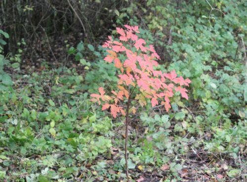 3 acer griseum 17 nov 2012 030.jpg