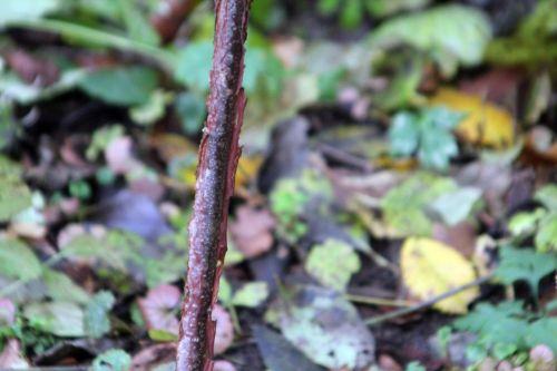 9 acer griseum 17 nov 2012 041.jpg