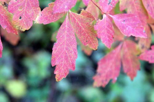 6 acer griseum 17 nov 2012 030 (7).jpg