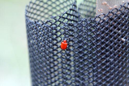 criocère 17 nov 2012 016.jpg