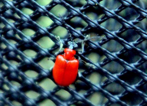 criocere rec 17 nov 2012 016.jpg