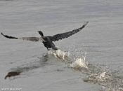 palmipède excellent plongeur fréquente Loire...