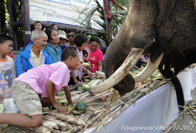 Surin, festival des éléphants 2012 (Le banquet)