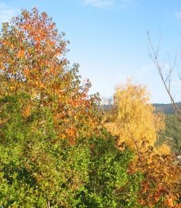 Beauté  de l’automne à Ampus