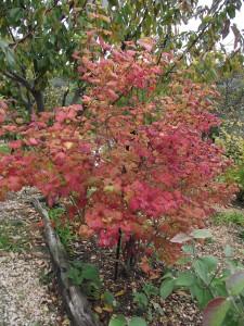 Beauté  de l’automne à Ampus