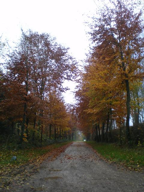 L'allée des Tilleuls