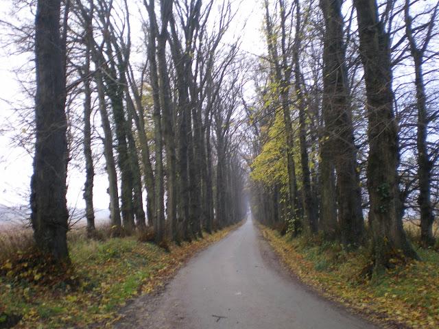 L'allée des Tilleuls