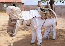 L'âne Boneco et son habit d'apiculteur