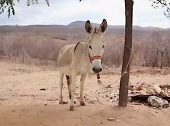 L'âne Boneco et son habit d'apiculteur