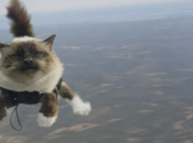 Insolite chats parachutistes dans suédoise