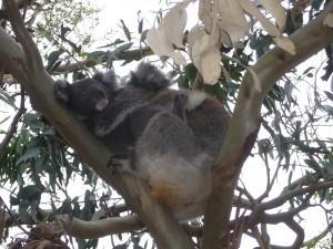 Koala_australie