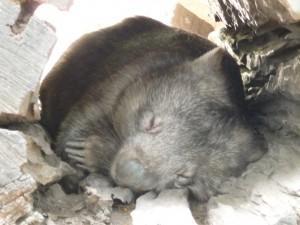 diable de Tasmanie_Australie