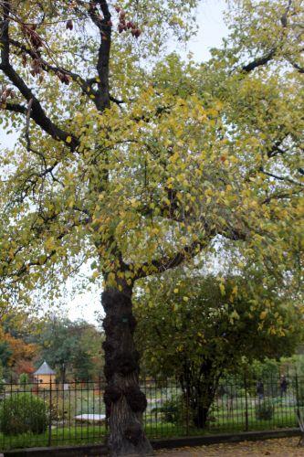 ulmus laevis 1 paris 10 nov 2012 141 (3).jpg