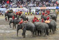 Surin, festival des éléphants, prélude