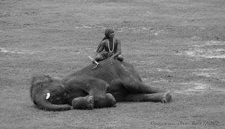 Surin, festival des éléphants, prélude