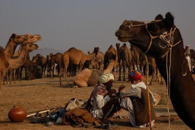 Pushkar, la foire aux chameaux