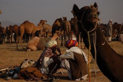 Pushkar, la foire aux chameaux
