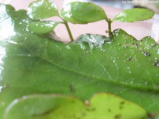 Surprenant Kalanchoe