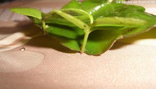 Surprenant Kalanchoe