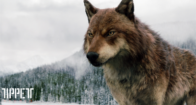 Nouvelles photos des loups dans Breaking Dawn part 2