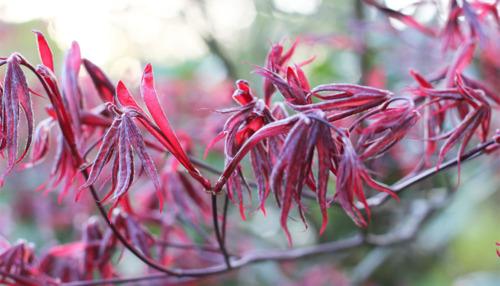 J’en rêvais depuis quelques années…
Je l’ai...
