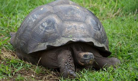 Les dommages perpétrés par les rats sur la biodiversité des îles Galapagos ont atteint des proportions jugées inacceptables.