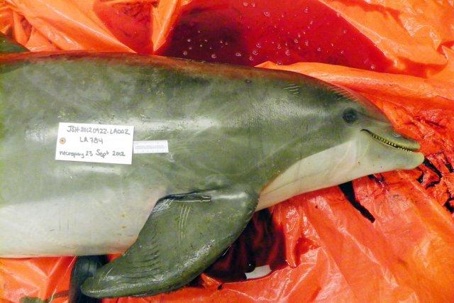 Les dauphins sont protégés aux États-Unis par une... (PHOTO AP/Audubon Nature Institute)