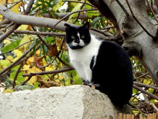 RESPIRATION.............