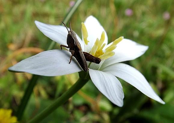 Ornithogalum-Umbellatum--3-