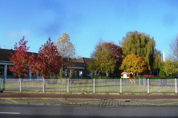 Nouvelle offensive de l'automne à Lomme : les feuilles des arbres s'enjaunissent encore davantage ou se couvrent d'or