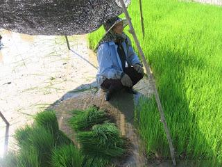 Petites filles des rizières [MV]