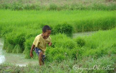 Petites filles des rizières [MV]