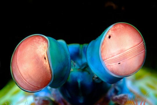 Dans les profondeurs des mers