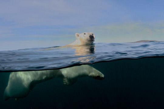 Dans les profondeurs des mers