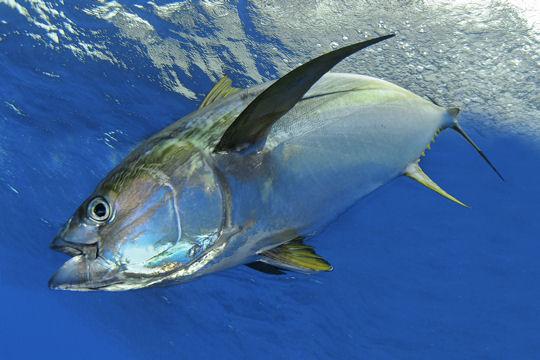 Dans les profondeurs des mers