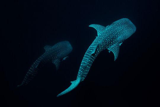 Dans les profondeurs des mers